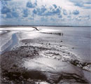 La spiaggia dell'Isola di Texel, link qui per dimensioni reali