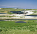 La La pianura verde di Texel, link qui per dimensioni reali