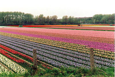 Campo di Tulipani a Varicolori, link qui per dimensioni reali